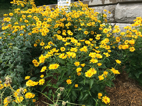 Heliopsis helianthoides